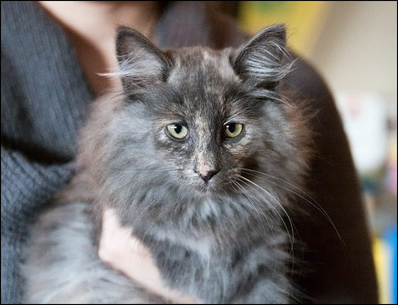 Elektra des Amours de Norvège 3.jpg - Elektra des Amours de Norvège